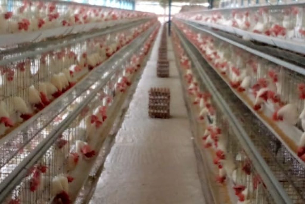 contract boiler farming
