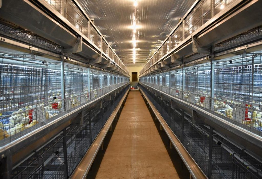 layer farm2